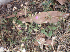 Cyanthillium cinereum