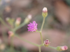 Cyanthillium cinereum