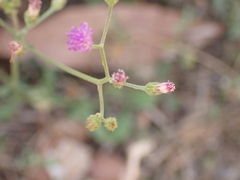 Cyanthillium cinereum
