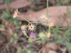 Cyanthillium cinereum
