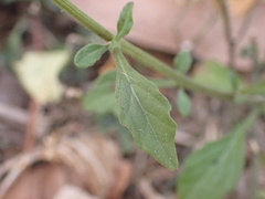 Cyanthillium cinereum