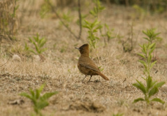 Pseudoseisura lophotes