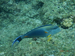 Acanthurus sohal