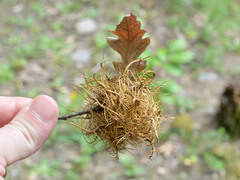 Andricus caputmedusae