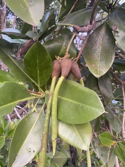 Rhizophora mucronata