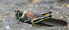 Schistocerca melanocera