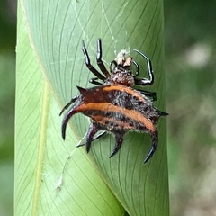 Gasteracantha curvispina