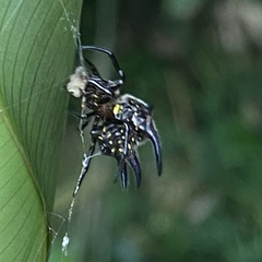 Gasteracantha curvispina