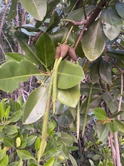 Rhizophora mucronata