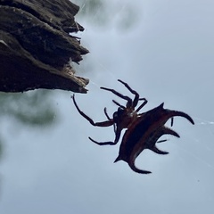 Gasteracantha curvispina