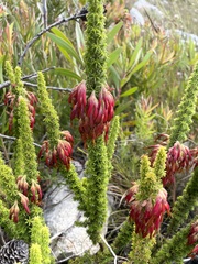 Erica coccinea