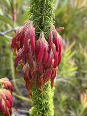 Erica coccinea