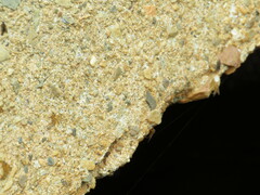 Trichacantha atranupta