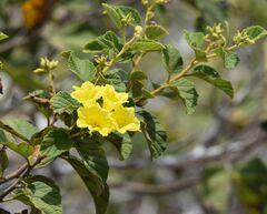 Cordia lutea