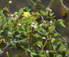 Cordia lutea