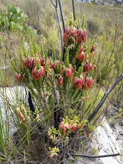 Erica coccinea