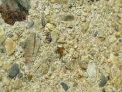 Trichacantha atranupta