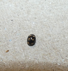 Brachiacantha ursina