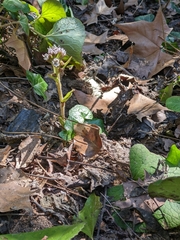 Petasites pyrenaicus