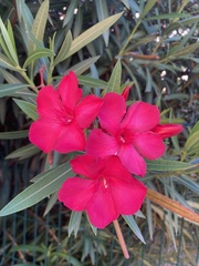 Nerium oleander