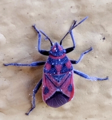 Graptostethus servus