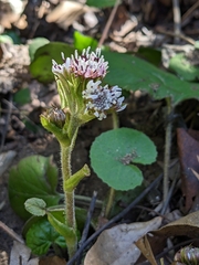 Petasites pyrenaicus