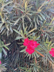 Nerium oleander