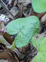 Petasites pyrenaicus