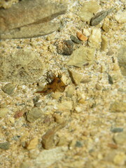 Trichacantha atranupta