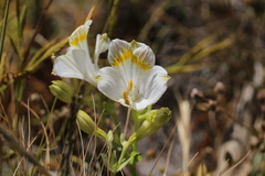 Alstroemeria pulchra