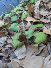 Petasites pyrenaicus