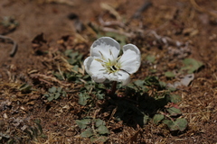 Oenothera acaulis