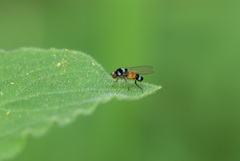 Callomyia amoena