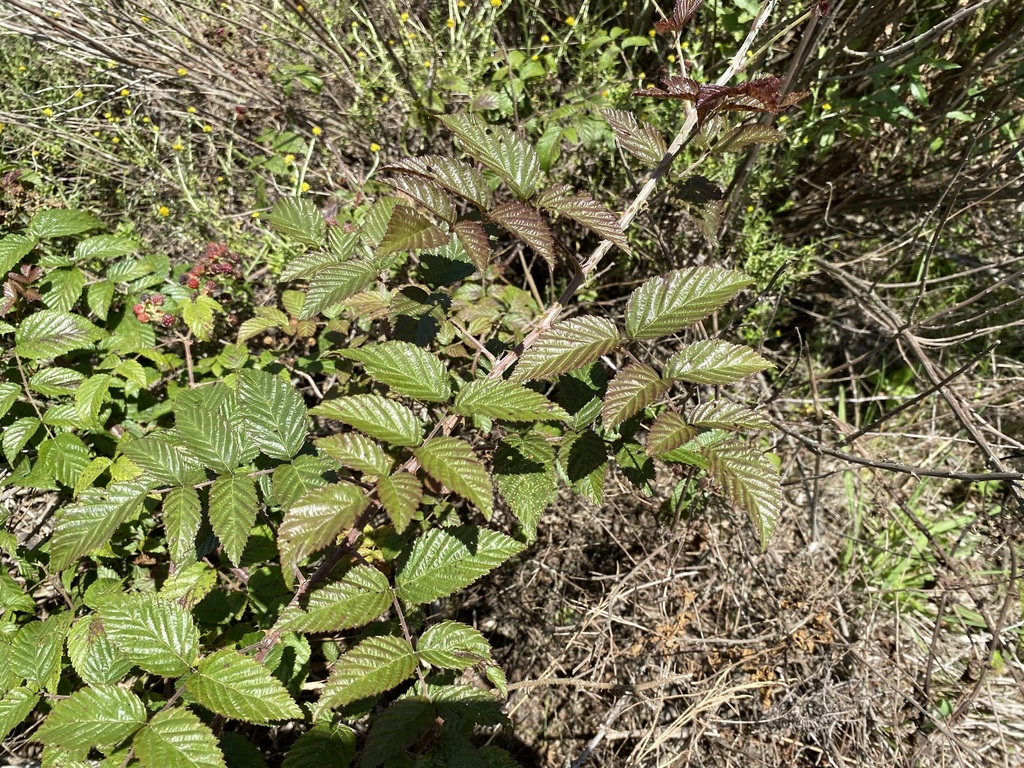 South African Raspberry from Garden Route District Municipality, South ...