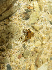 Trichacantha atranupta