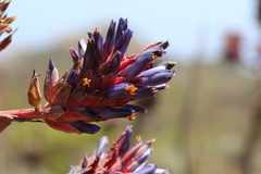 Puya venusta