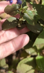 Salvia helianthemifolia