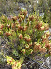 Erica coccinea