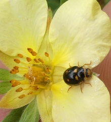 Brachiacantha ursina