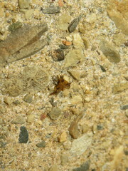 Trichacantha atranupta
