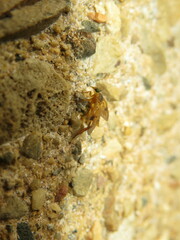 Trichacantha atranupta