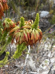 Erica coccinea