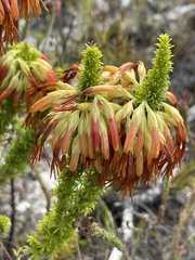 Erica coccinea