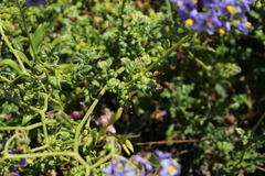 Solanum pinnatum