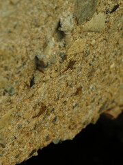 Trichacantha atranupta