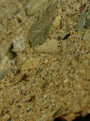 Trichacantha atranupta