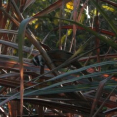 Pomatorhinus musicus