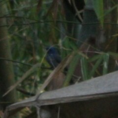 Hypothymis azurea oberholseri