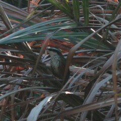 Pomatorhinus musicus