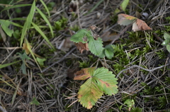 Fragaria × ananassa